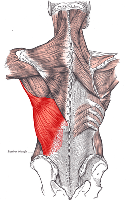 immagine muscoli dorsali