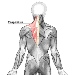 immagine muscolo trapezio